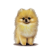 ฟรีดาวน์โหลด รูปภาพสุนัขสายพันธุ์ Pomeranian ไฟล์ .png