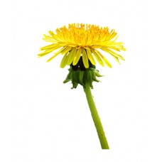 ดาวน์โหลดฟรี รูปภาพดอกไม้สีเหลือง format .png ภาพพื้นหลังโปร่งใส